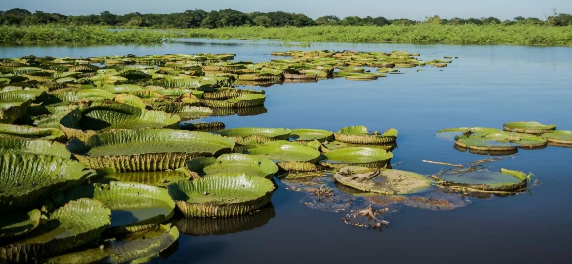 El Carnaval movilizó 450 mil personas en Santa Fe