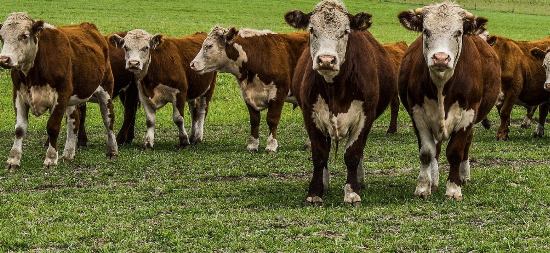 La faena vacuna cayó al nivel más bajo en décadas y el consumo de carne por habitante sigue en descenso